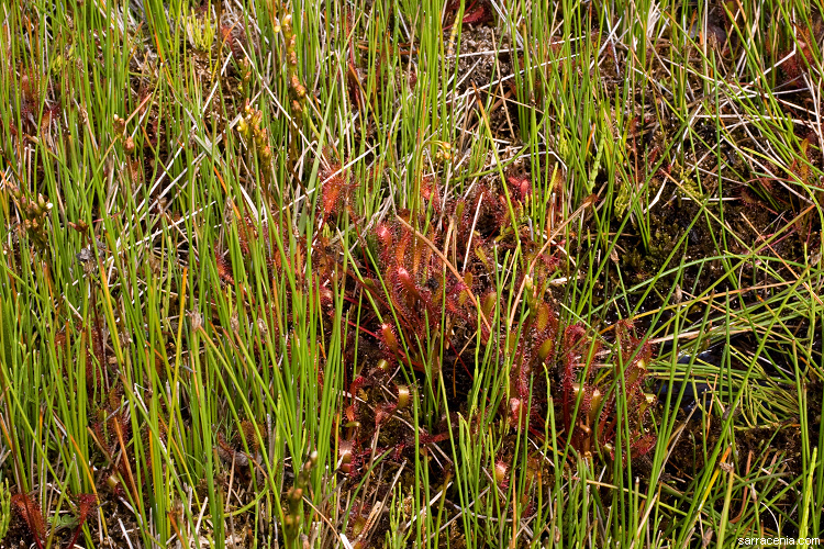 صورة Drosera anglica Huds.