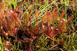 صورة Drosera anglica Huds.