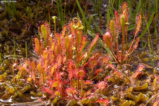 صورة Drosera anglica Huds.