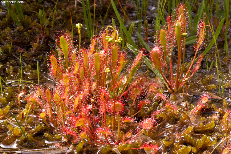 صورة Drosera anglica Huds.