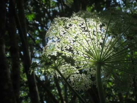 Image of common cowparsnip