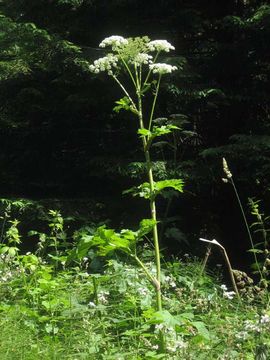 Image of common cowparsnip