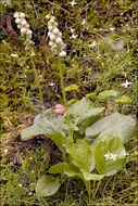 Image of common wintergreen