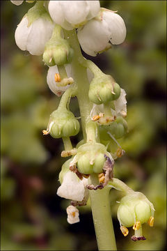 Image of common wintergreen