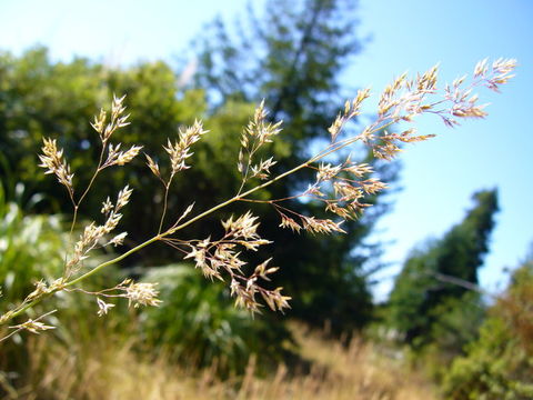 Image of Colonial bent(grass)