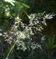 Image of Bolander's reedgrass