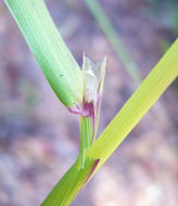 Image of Bolander's reedgrass