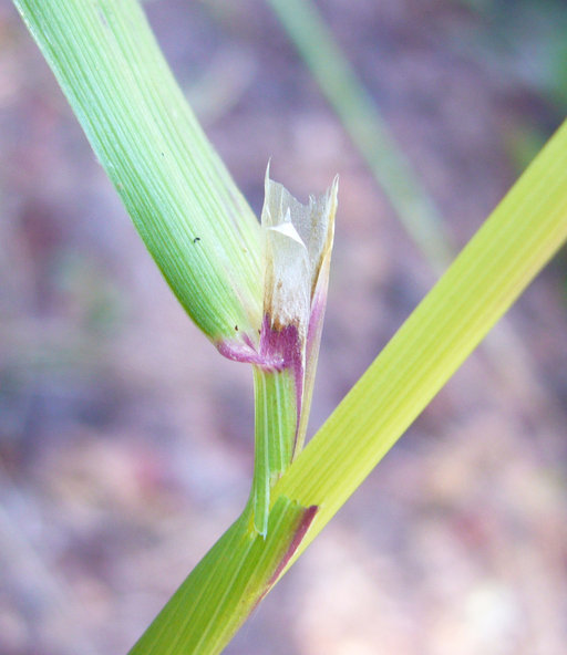 Image of Bolander's reedgrass