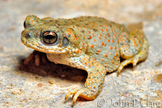 صورة Anaxyrus punctatus (Baird & Girard 1852)