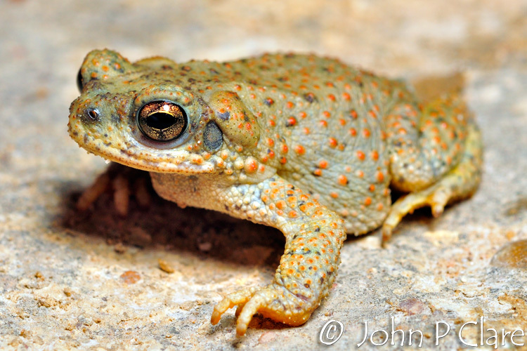 Plancia ëd Anaxyrus punctatus (Baird & Girard 1852)