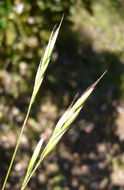 Image of Grass