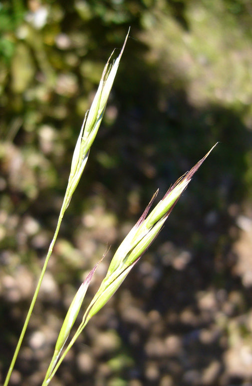 Image of Grass