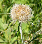 Imagem de Euchiton involucratus (Forst.)