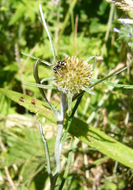 Imagem de Euchiton involucratus (Forst.)