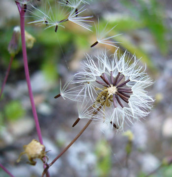 Image of white hawkweed