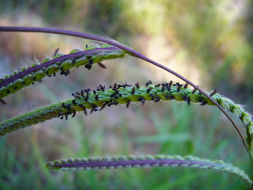 Image of dallisgrass