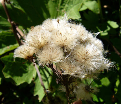 Image of arctic sweet coltsfoot