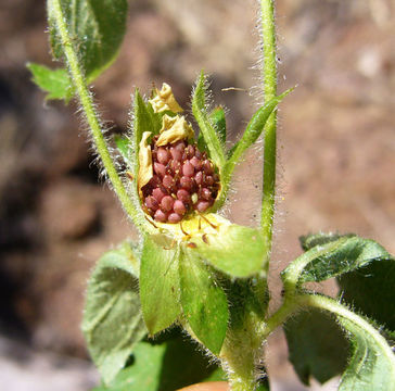 Image of <i>Drymocallis <i>glandulosa</i></i> var. glandulosa
