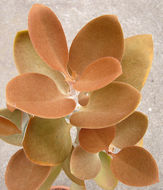 Image of Kalanchoe orgyalis Baker