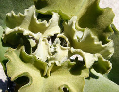 Image of Elephant's ear Kalanchoe