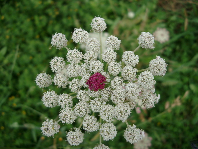 Image of Queen Anne's lace