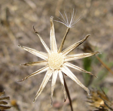 Image of beaked hawksbeard