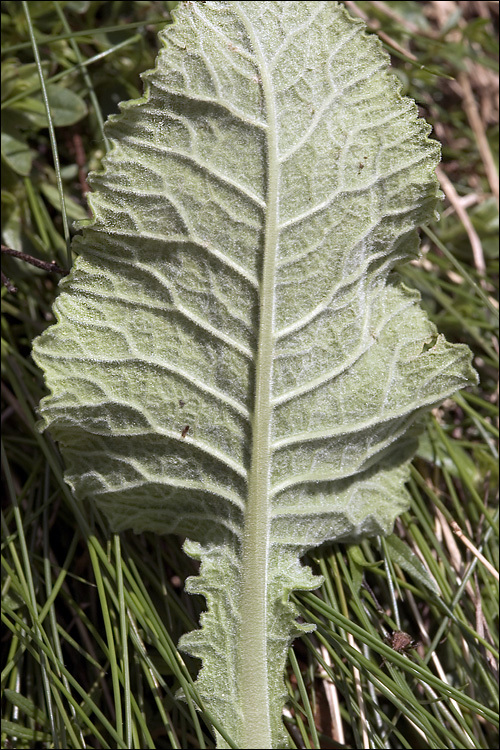 Primula veris L. resmi