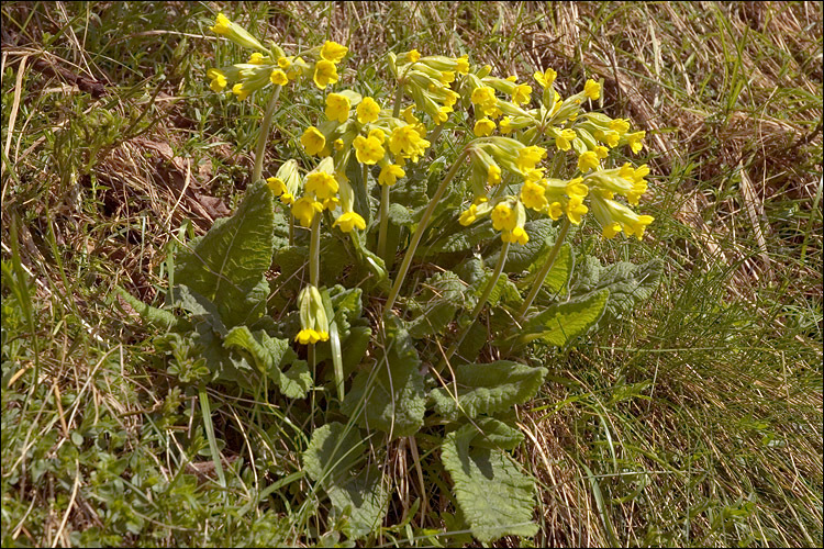 Primula veris L. resmi