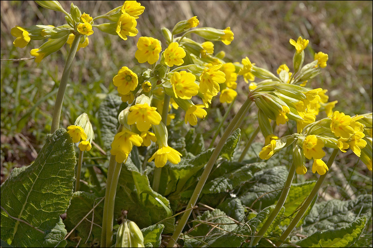 Primula veris L. resmi