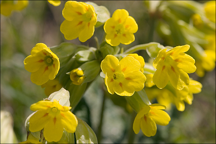 Primula veris L. resmi