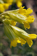 Primula veris L. resmi