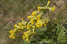 Primula veris L. resmi