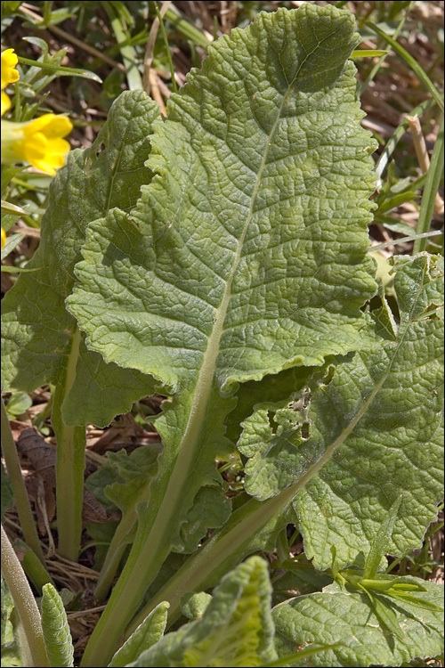 Image of Cowslip