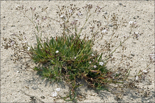 Image of creeping baby's-breath