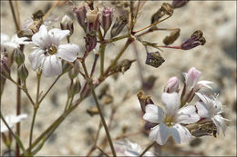 Imagem de Gypsophila repens L.