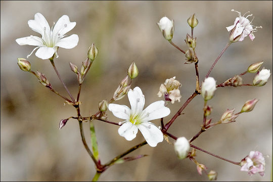 Image of creeping baby's-breath