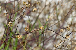 Imagem de Gypsophila repens L.