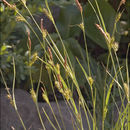 Image of distant sedge