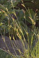 Image of distant sedge