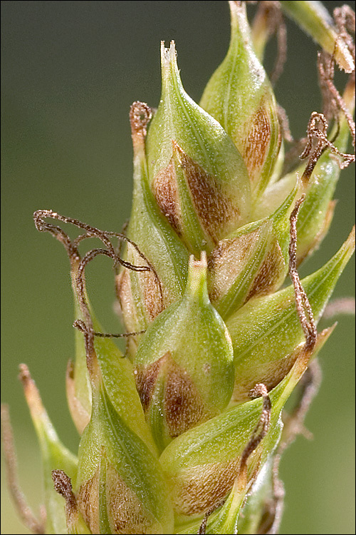 Image of distant sedge