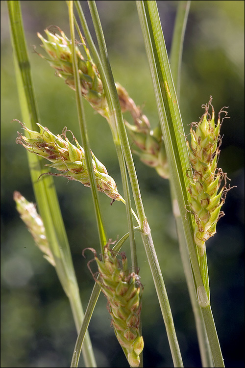 Image of distant sedge