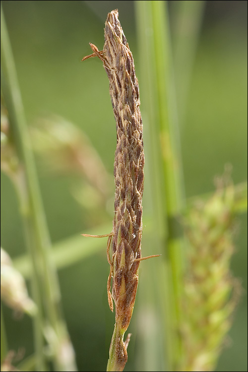 Image of distant sedge