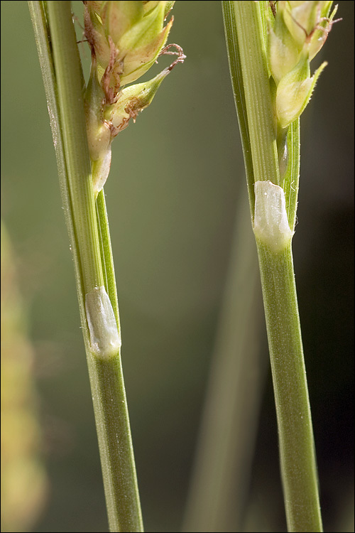 Image of distant sedge