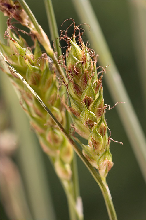 Image of distant sedge