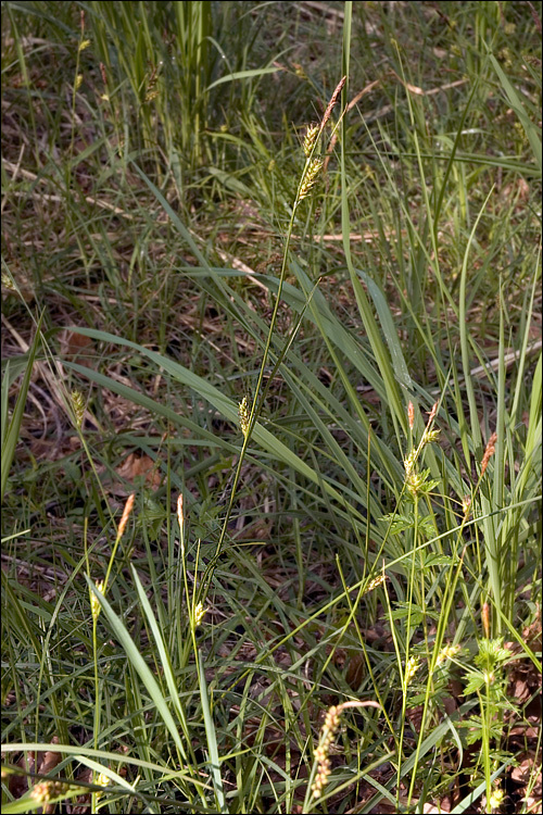 Image of distant sedge