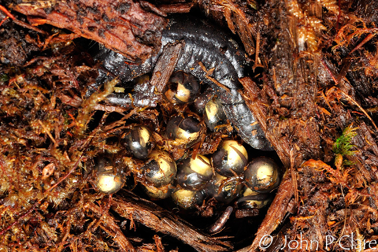 Image of Galeana False Brook Salamander