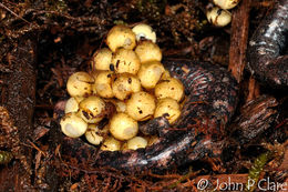 Image of Galeana False Brook Salamander