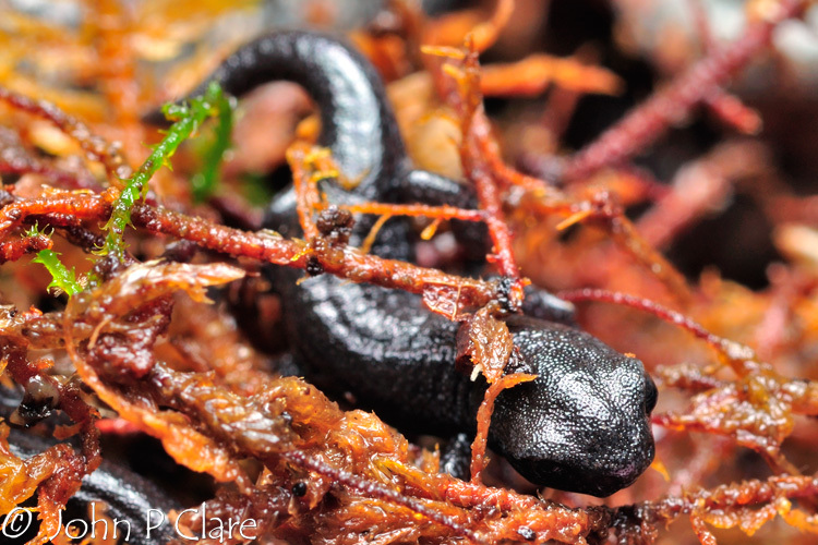 Image of Galeana False Brook Salamander