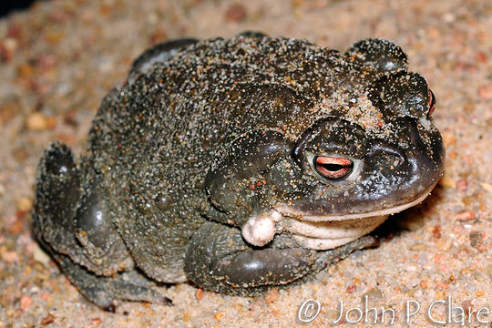 Image of Colorado River Toad Sonoran Desert Toad