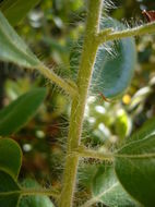 Image of hairy manzanita